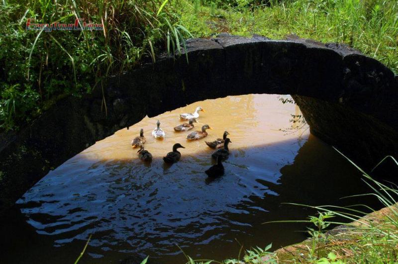 Ducks Swimming in Stream of Rural Lingtian Village, Guilin