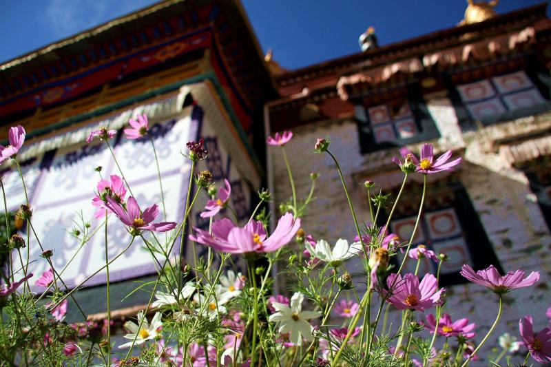 Flowers around Gandan Monastery