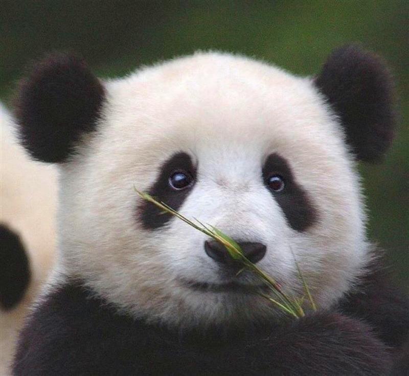Pandas in Sichuan Love Bamboo