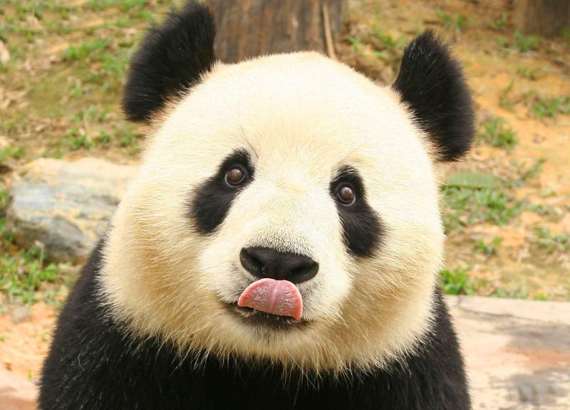 Panda - World's Cutest Animal