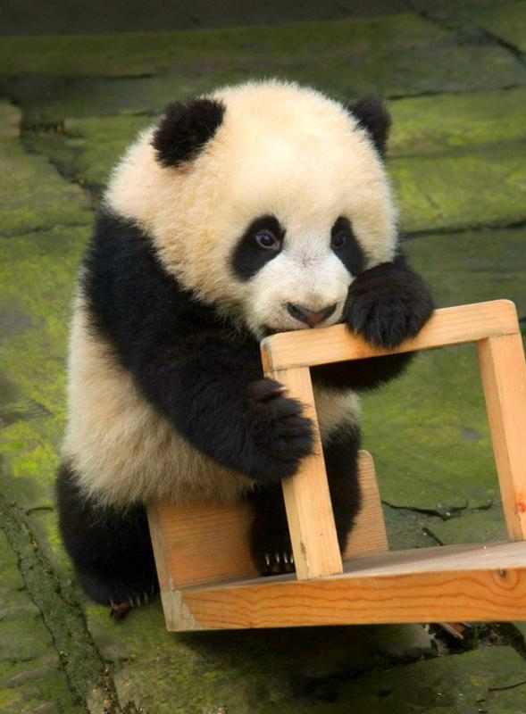 Panda Cubs in Chengdu