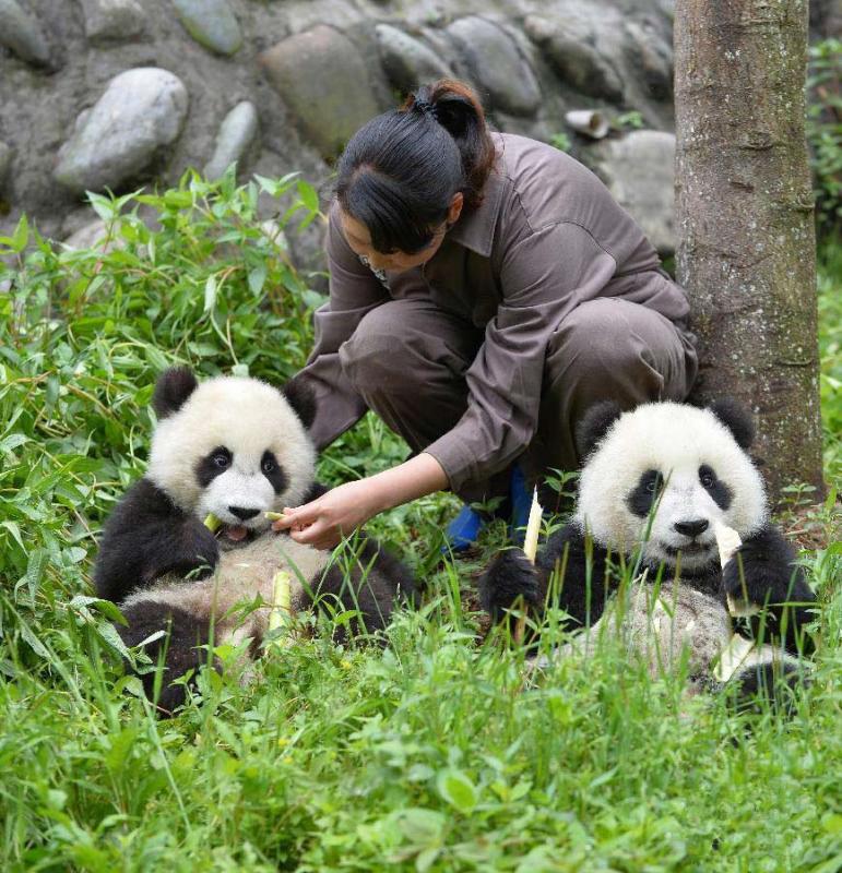 Panda Volunteer Is Feeding the Pandas