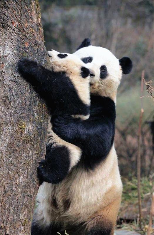 Pandas Clmbing on the Tree
