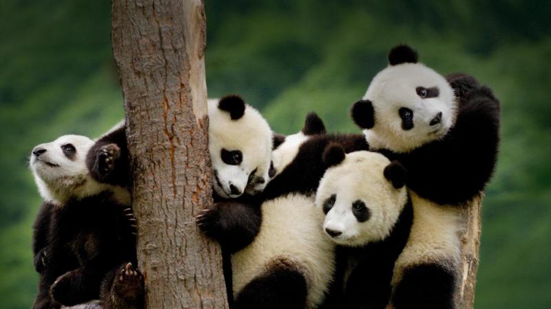 Pandas Are Playing together in China Panda Base