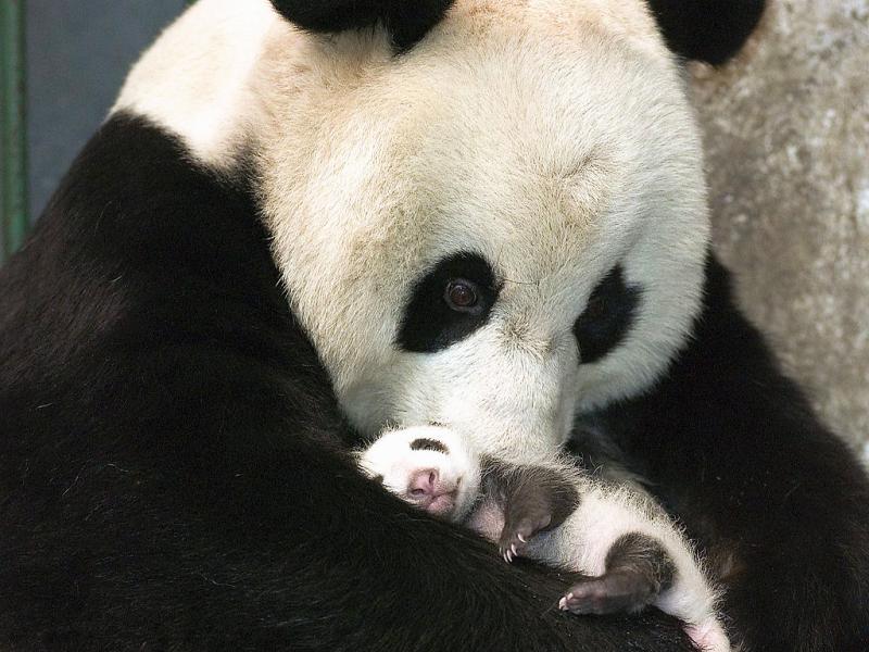 The New Born Pandas in China