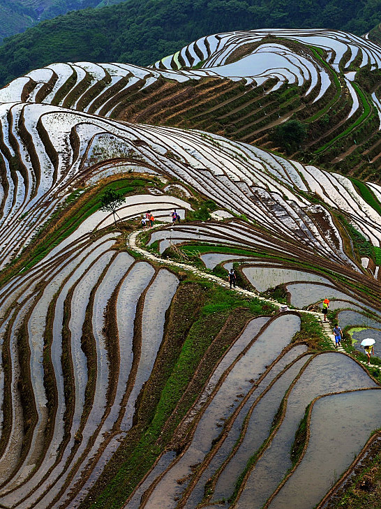Dragon's Backbone Rice Terraces,Longsheng Guilin