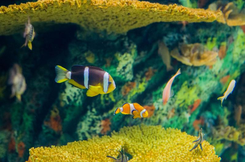 Clown Fishes at Shanghai Ocean Aquarium