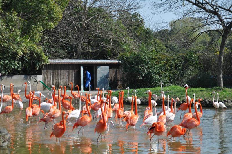 Flamingos at Shanghai Wild Animal Park