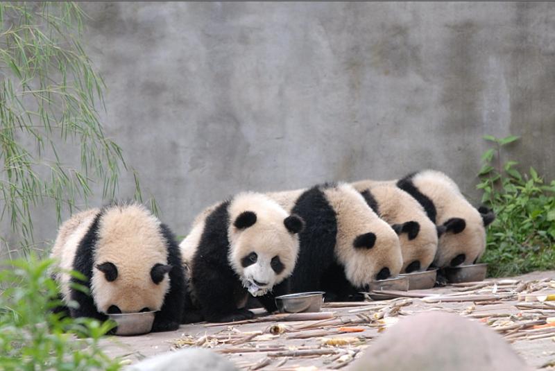 Shanghai World Expo Pandas at Shanghai Wild Animal Park