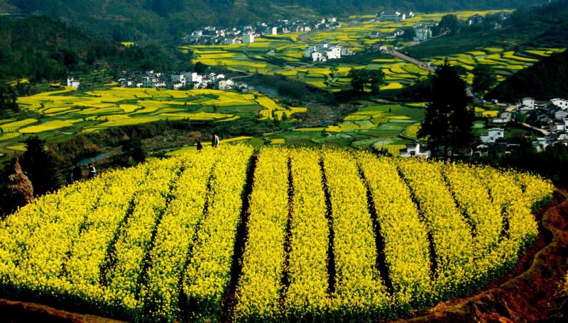 Jiangling rapeseed flowers Terraced Fields