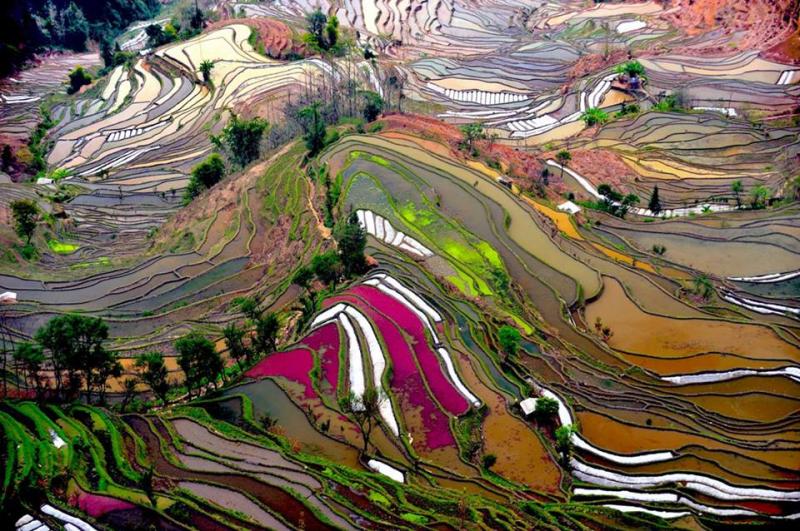Colorful Yuanyang Rice Terraces 