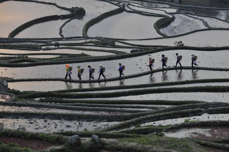 People walking on the terraced fields in Yuanyang