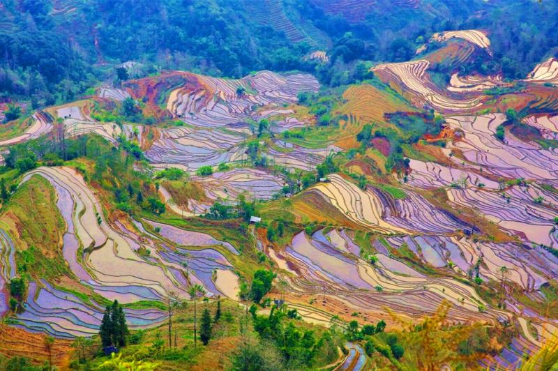 The colorful Terraced Fields in Yuanyang
